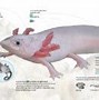 Axolotl Adalah