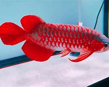 Slot Baru Ikan Arwana Super Red Kalimantan Timur Harga